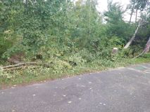 Kočka vlezla do motoru, strom ohrožoval dopravu, chytla skládka odpadu
