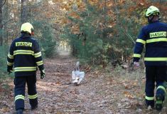 Obrazem: Labuť se chytila do pasti ostružin, osvobodili ji hasiči a přitom i poskytli pomoc cyklistovi po pádu z kola