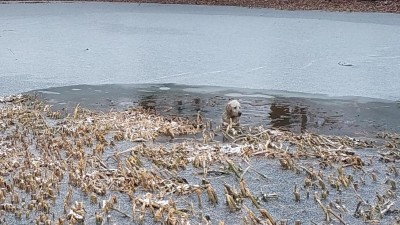 Pes se ocitl v pasti na zamrzl&eacute;m rybn&iacute;ku, když se pod n&iacute;m začal led propadat