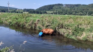kráva uvízla v řece foto zdroj HZS Pardubický kraje