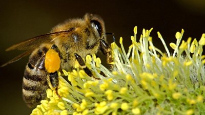 Na učilišti v Nasavrkách už 70 let učí budoucí včelaře