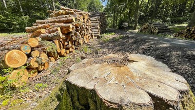 Pomoc lidem v krizi: Každý si může ročně koupit až 35 kubíků dřeva. Prodává se v každém kraji