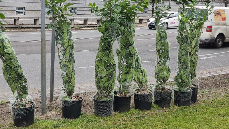 Park na Smetanově náměstí budou lemovat bobkovišně (foto: Městský obvod Pardubice I) 