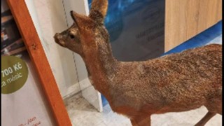 foto zdroj Městsk&aacute; policie Pardubice