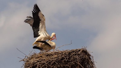 Čápi už v Čechách zasedli na svá hnízda. Sledovat je můžete i on-line