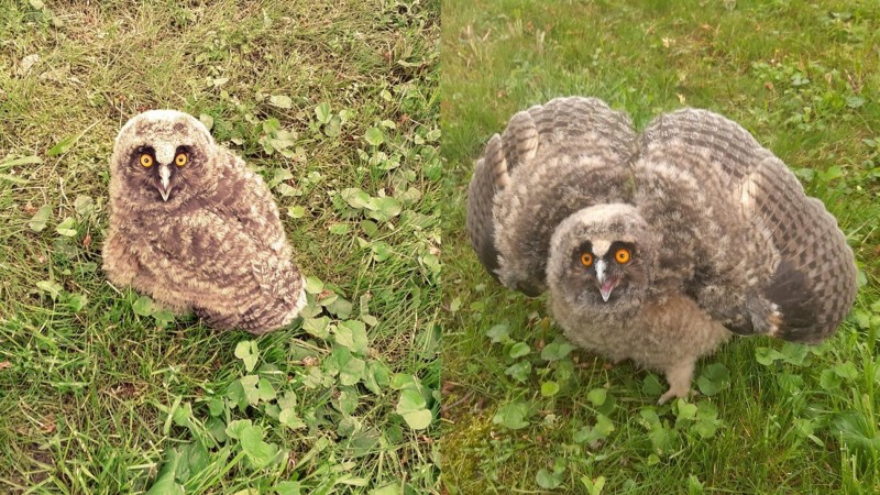 Mládě Kalouse ušatého se ve snaze zvětšit objem a dodat si na velikosti zvládne i takovouhle objemovou fázi