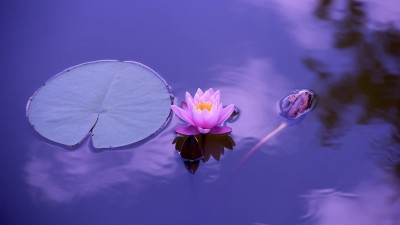 Yoga se Saníkem aneb vánoční setkání ve Smiřicích