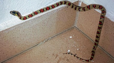 Obyvatele překvapil na chodbě v domě had