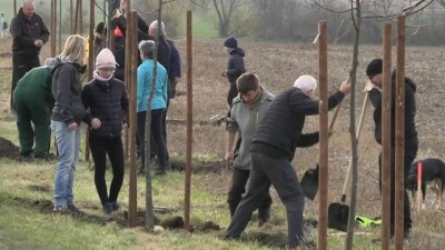 VIDEO: Dobrovolníci vysadili 80 lip k 80. výročí konce války. Mezi Nemošicemi a Dražkovicemi vznikla Alej Svobody