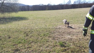 Srnec se zamotal parohy do elektrického ohradníku