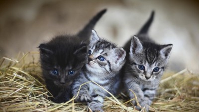 V Chrudimi dávejte od dnešního dne pozor na své kočky. Čtrnáct dní zde bude probíhat odchyt a kastrace toulavých koček