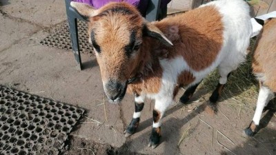 Když zvířata spojují. Díky ovečce Amálce se poznala zahrada a statek, kde pečují o zvířata, co přišla z nevyhovujících podmínek