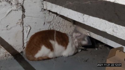 Ve sklepě domu se našla zatoulaná kočka s límcem na hlavě
