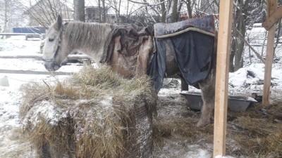 OBRAZEM: Služba den po Vánocích. Hasiči pomáhali ležícímu koni, zachraňovali hořící vůz