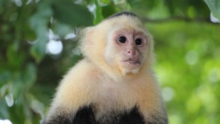 Opice kapucínská. Ilustrační foto: CC0