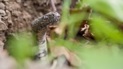 Nemošická stráň díky teplému počasí ožívá, na ohrožené užovky upozorňují výrazné cedule