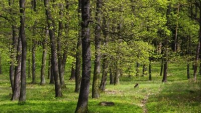 Chodíte rádi do lesa? V letošním roce čeká na novou výsadbu okolí Staročernska, či v lesopark na Dukle