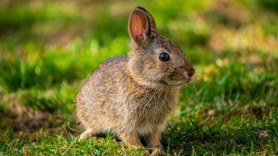 To, že jste uprostřed města neznamená, že tu nežijí divoká zvířata. Dávat pozor by měli hlavně majitelé psů