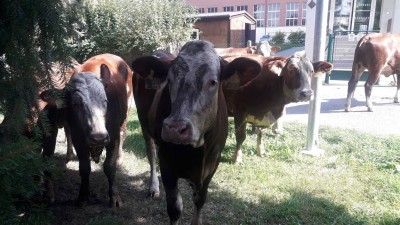 Obrazem: Děti v Poličce zažily překvapení, na pozemek školky si udělaly výlet krávy