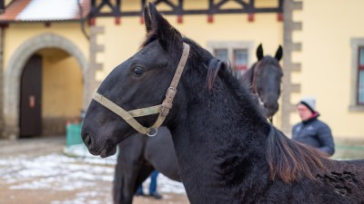 Narodil se o čtyřicet dní dříve, prvnímu hřebečkovi letošního roku ve Slatiňanech se i přesto daří výborně