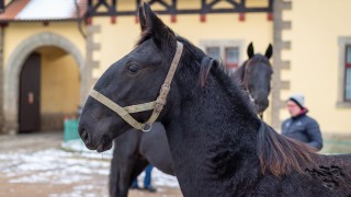 foto: Národní hřebčín Kladruby nad Labem