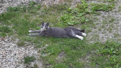 V Pardubicích probíhá odchyt a kastrace toulavých koček