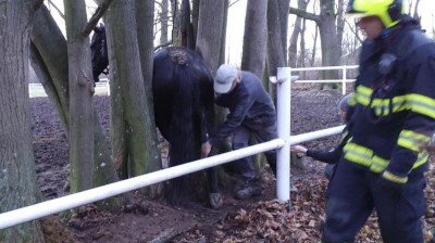 Kobyla uvízla mezi stromy, potřebovala kus štěstí