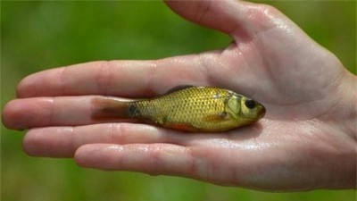 Karas obecný je na pokraji vyhynutí, vědci žádají o pomoc veřejnost