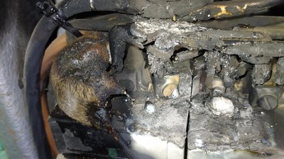 OPRAVDU SE STALO: Myš způsobila požár, incident nepřežila