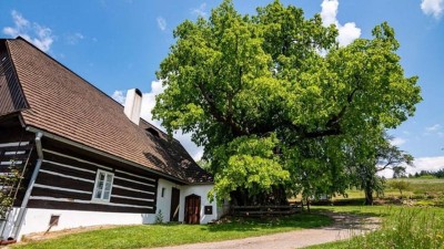 Zpívající lípa z obce Telecí se již brzy bude ucházet o titul Evropský strom roku 2022
