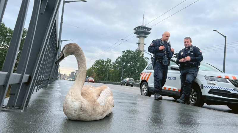 Foto: Městská policie Pardubice