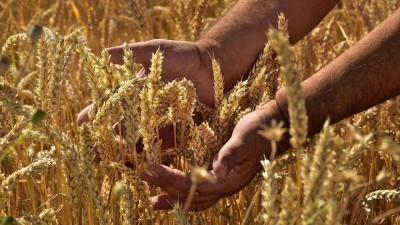 Obiloviny a obilné mlýnské výrobky z Ukrajiny jsou v pořádku, potvrdila SZPI. Všechny dosud vyhodnocené vzorky jsou vyhovující