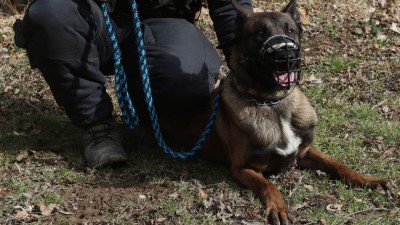 To je pašák, Cheréz pomohl svému páníčkovi dopadnout zloděje