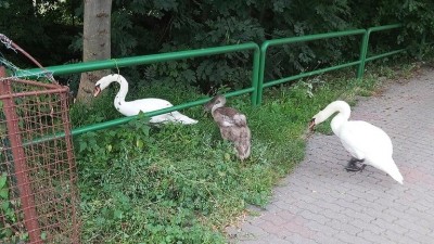 Labutě se opět procházeli Husovkou, strážnici zjistili, že je lidé krmí. Nevhodnou potravou