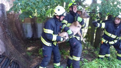 Zmatenou srnku zachraňovali hasiči hned dvakrát během chvíle
