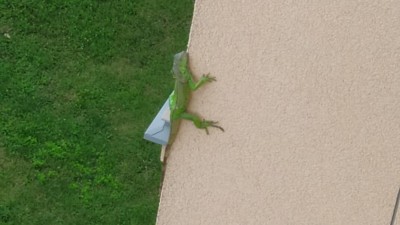 Zvířátka dnes potrápila hasiče. Nejprve jeli za ztraceným leguánem a poté pomáhali zamotané užovce zpět na svobodu