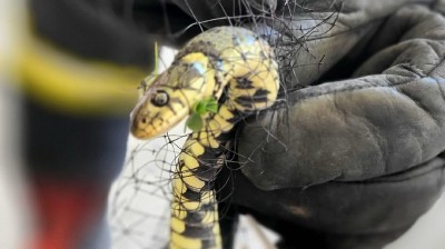 Teplý konec léta láká na zahrádky nevítané hosty, ne všichni jsou nebezpeční