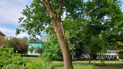 V Rybitví hrozilo, že na kolemjdoucí či sousední budovu spadne dub, byl prasklý
