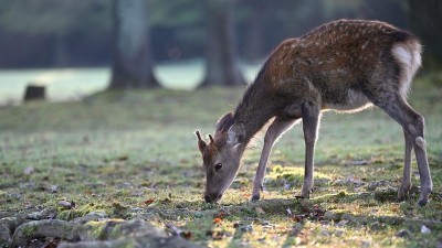 Státní veterinární správa zaměřuje dozorovou činnost i na zvěřinu