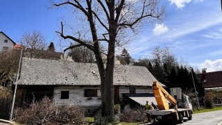 Odborníci usilují o záchranu Lípy v České Třebové 