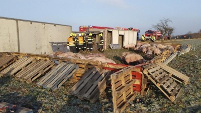 Převrátil se kamion se zvířaty, nehodu nepřežila třetina prasat a kráva