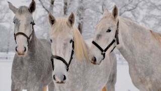 foto zdroj Národní hřebčín Kladruby