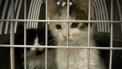 &Uacute;tulek pro opu&scaron;těn&aacute; zv&iacute;řata v Pardubic&iacute;ch je pro veřejnost dočasně zavřen&yacute;