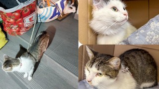 foto zdroj Městská policie Pardubice