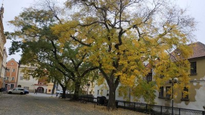 Odborníci ošetří památné jerlíny na Wernerově nábřeží v Pardubicích