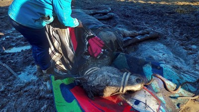 Kůň ležel v bahně , na nohy se s&aacute;m nedok&aacute;zal postavit