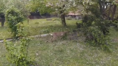 Ze zahrady nebylo úniku. Pro srnce, jemuž na pomoc přispěchali hasiči. On se potom s nimi hezky rozloučil