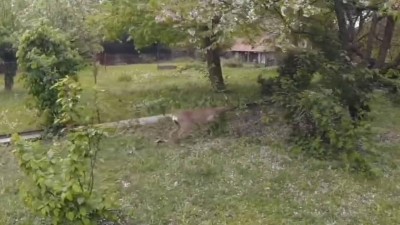 Ze zahrady nebylo úniku. Pro srnce, jemuž na pomoc přispěchali hasiči. On se potom s nimi hezky rozloučil