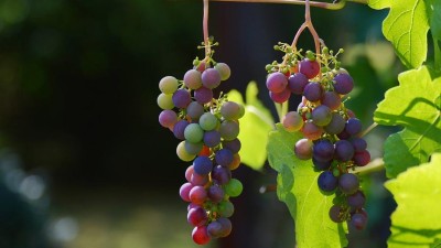 První Vinný košt & festival chutí v Pardubicích