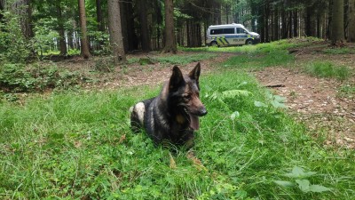 Policejní psovod hledal v lese ztraceného houbaře. Případů bloudících lidí na Pardubicku přibývá
